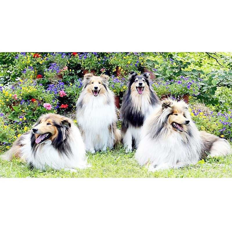 Dogs & Wolves - 4 honden in de bloemen - Vanaf € 39,48