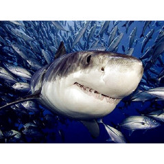Vis-witte haai - Vanaf 20,28 €