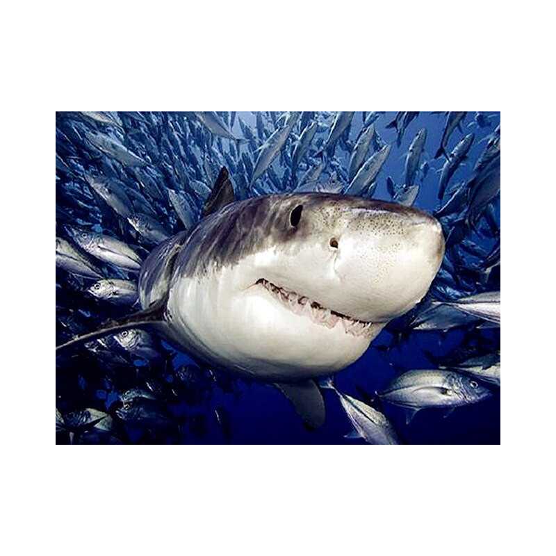 Vis-witte haai - Vanaf 20,28 €