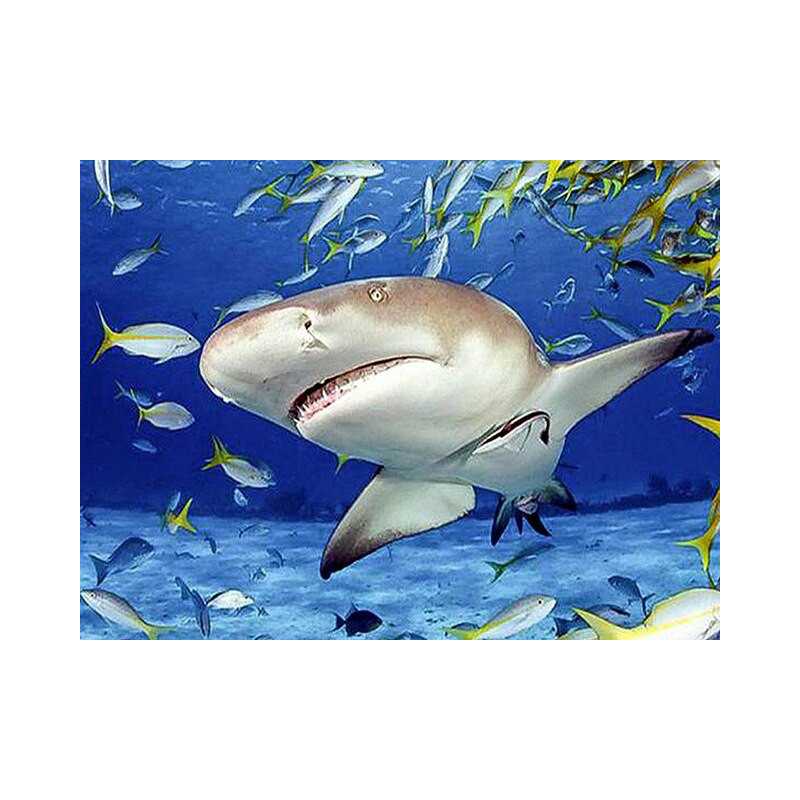 Vis-haaienbodem van de zee - Vanaf 20,28 €