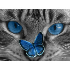 Blauwe vlinder katten-kat - Vanaf 20,28 €
