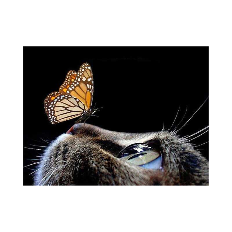 Bruine vlinderkat met kattenneus - Vanaf 20,28 €