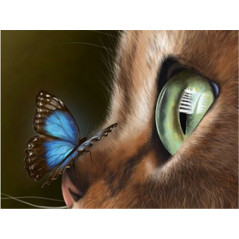 Kattenoog op vlinder - Vanaf 20,28 €