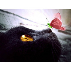 Kattenogen zwarte kattenvlinder- Vanaf 20,28 €