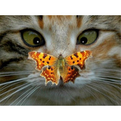 Kat loensend op een vlinder - Vanaf 20,28 €