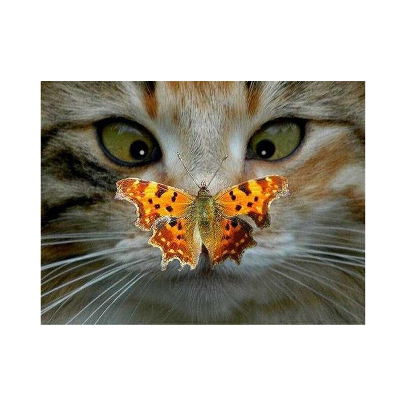 Kat loensend op een vlinder - Vanaf 20,28 €