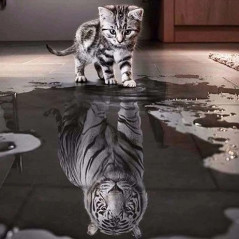 Katten-Kat tijger reflectie - Vanaf 21,59 €