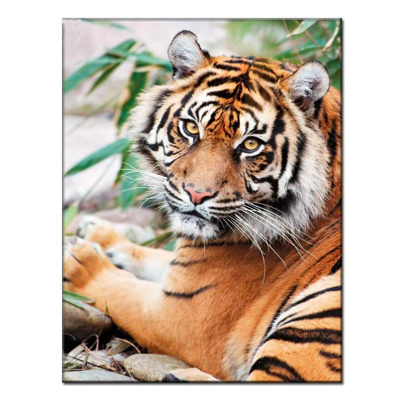 Lions & Tigers-Wild Tiger- Vanaf € 25,08
