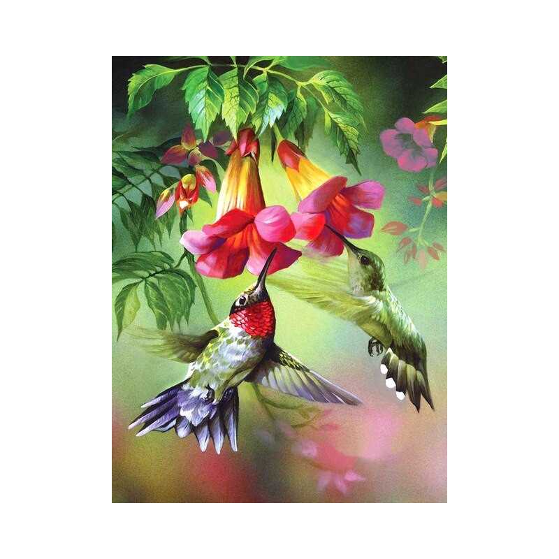 Vogels-paar Orville-kolibries - Vanaf 20,28 €
