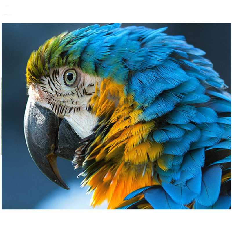 Vogels-Papegaai blauw groen geel- Vanaf 25,08 €