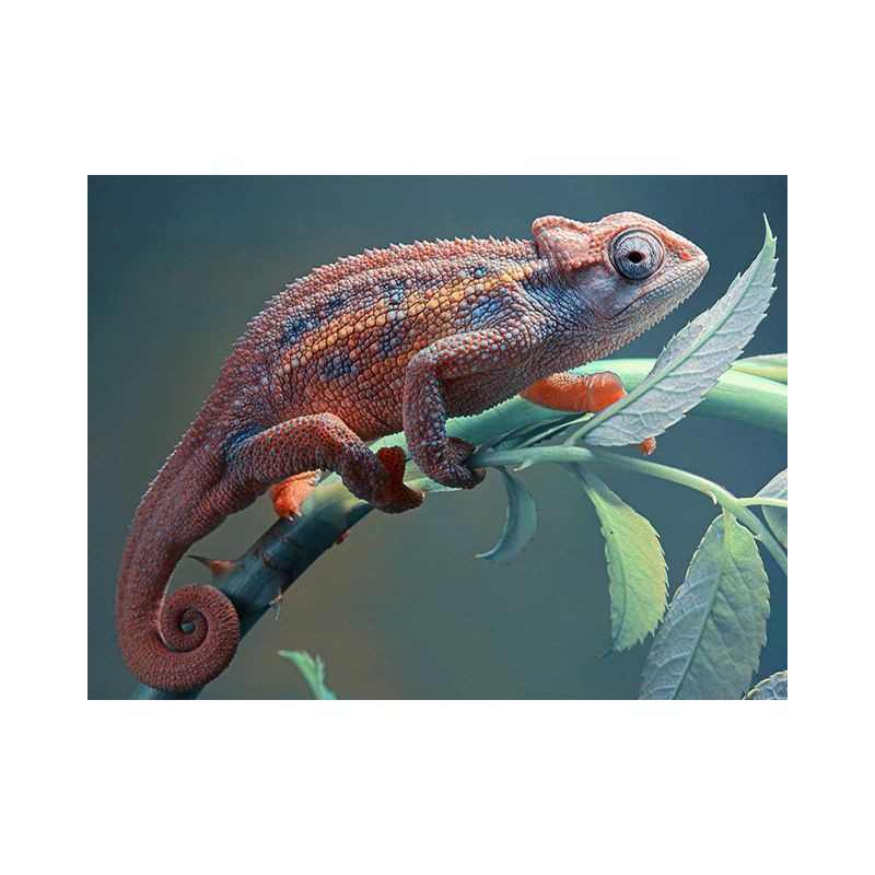 Chameleons-Chameleon 3D Serie B- Vanaf 20,28 €