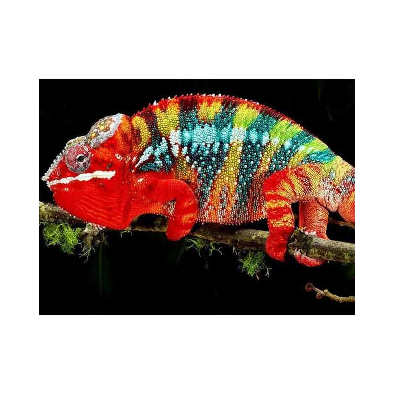 Chameleons-Chameleon 3D Serie E- Vanaf 20,28 €