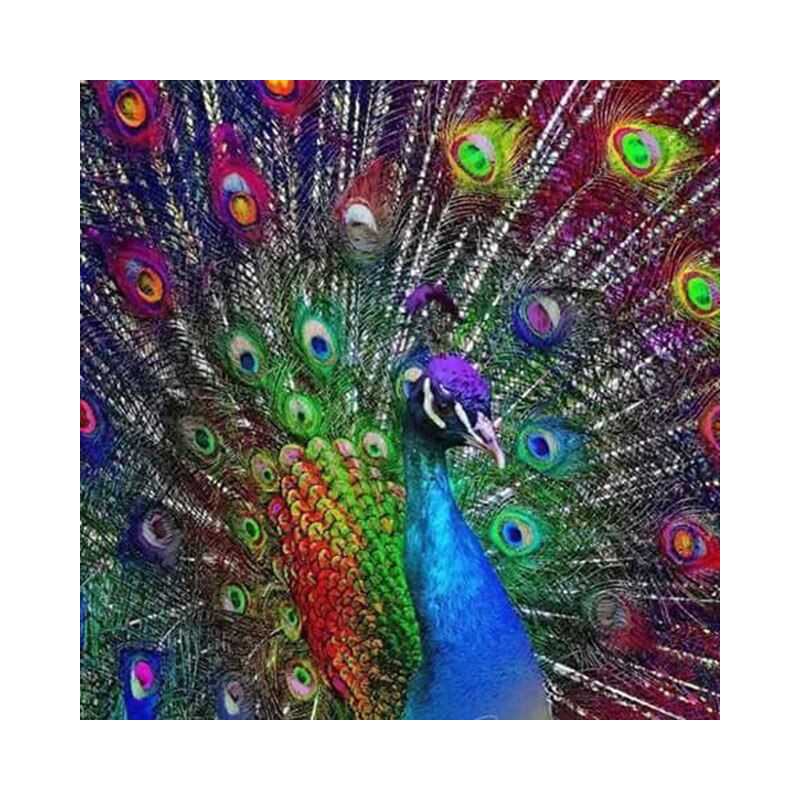 Peacocks-Peacock Series N- Vanaf € 21,59