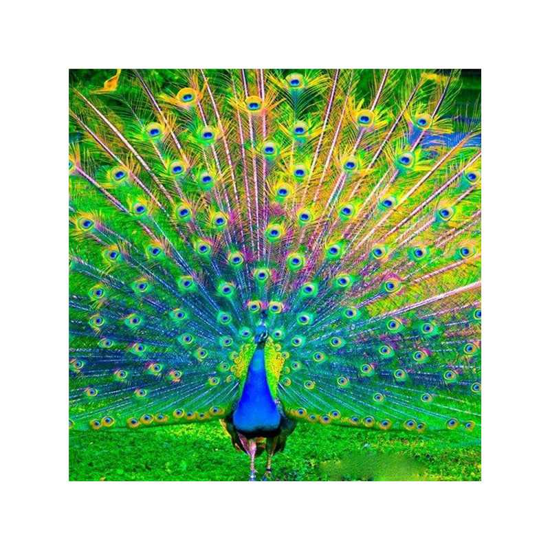 Peacocks-Peacock S-Series - Vanaf € 21,59