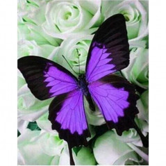 Vlinders-vlinderkristal J-serie - Vanaf 10,32 €