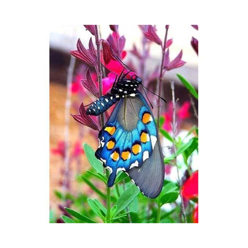 Vlinders-bloemen en vlinder 3D kleur C- Vanaf 16,90 €