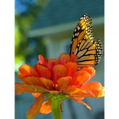 Vlinders-bloemen en vlinder 3D kleur D- Vanaf 16,90 €