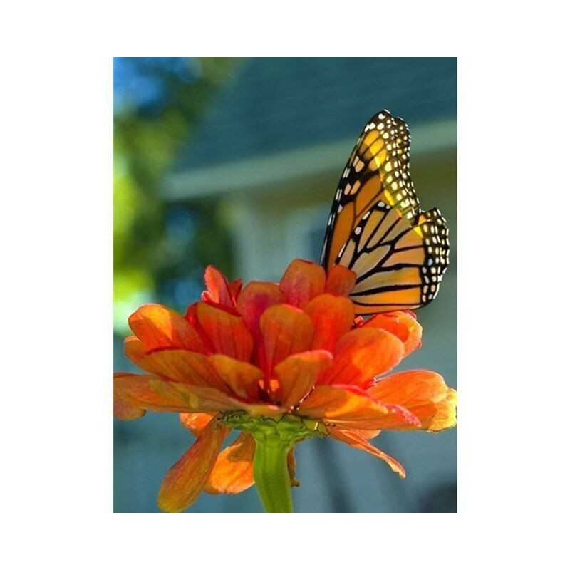 Vlinders-bloemen en vlinder 3D kleur D- Vanaf 16,90 €