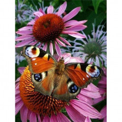 Vlinders-bloemen en vlinder 3D kleur F- Vanaf 16,90 €