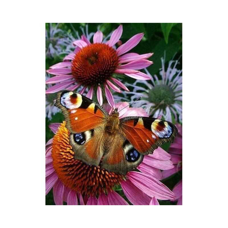 Vlinders-bloemen en vlinder 3D kleur F- Vanaf 16,90 €