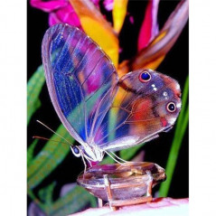 Vlinders-bloemen en vlinder 3D kleur I- Vanaf 16,90 €