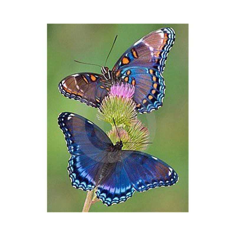 Vlinders-bloemen en vlinder 3D kleur K- Vanaf 16,90 €