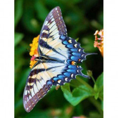Vlinders-bloemen en vlinder 3D kleur S- Vanaf 16,90 €