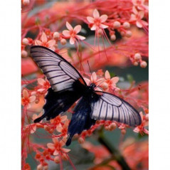 Vlinders-bloemen en vlinder kleur 3D U- Vanaf 16,90 €