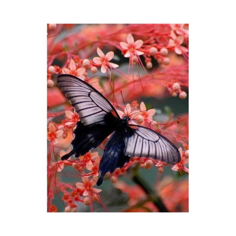 Vlinders-bloemen en vlinder kleur 3D U- Vanaf 16,90 €